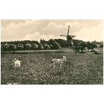 bos wilken molen eilering geit 9.89 MB