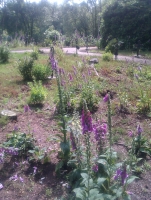 digitalis.jpg