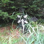 IMG_3729.jpg
